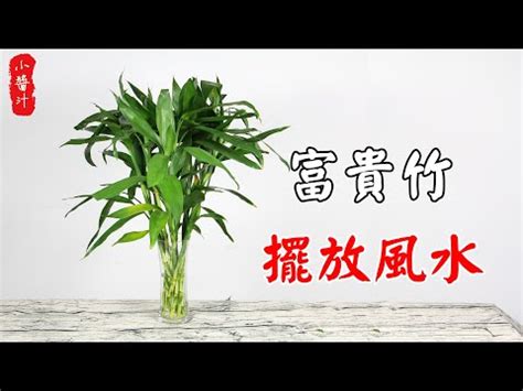 開運竹功效|富貴竹風水：3步旺財運